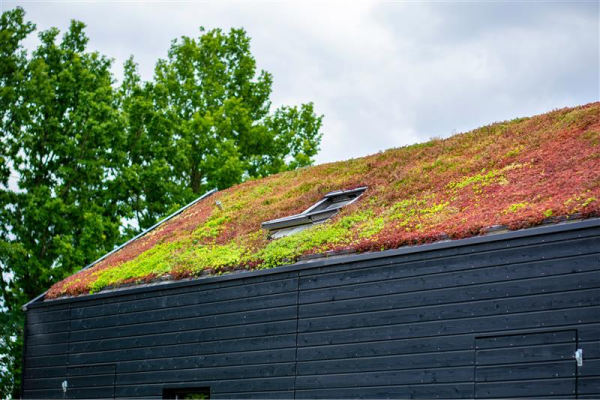 Sedumtak med Green Östergötland