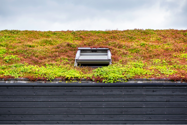 Sedumtak med Green Östergötland