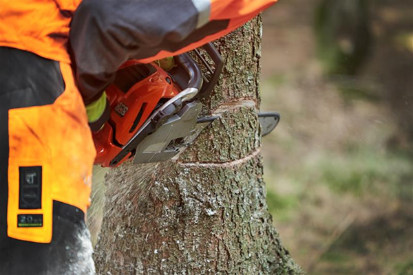 Trädbeskärning i Linköping med Green Östergötland